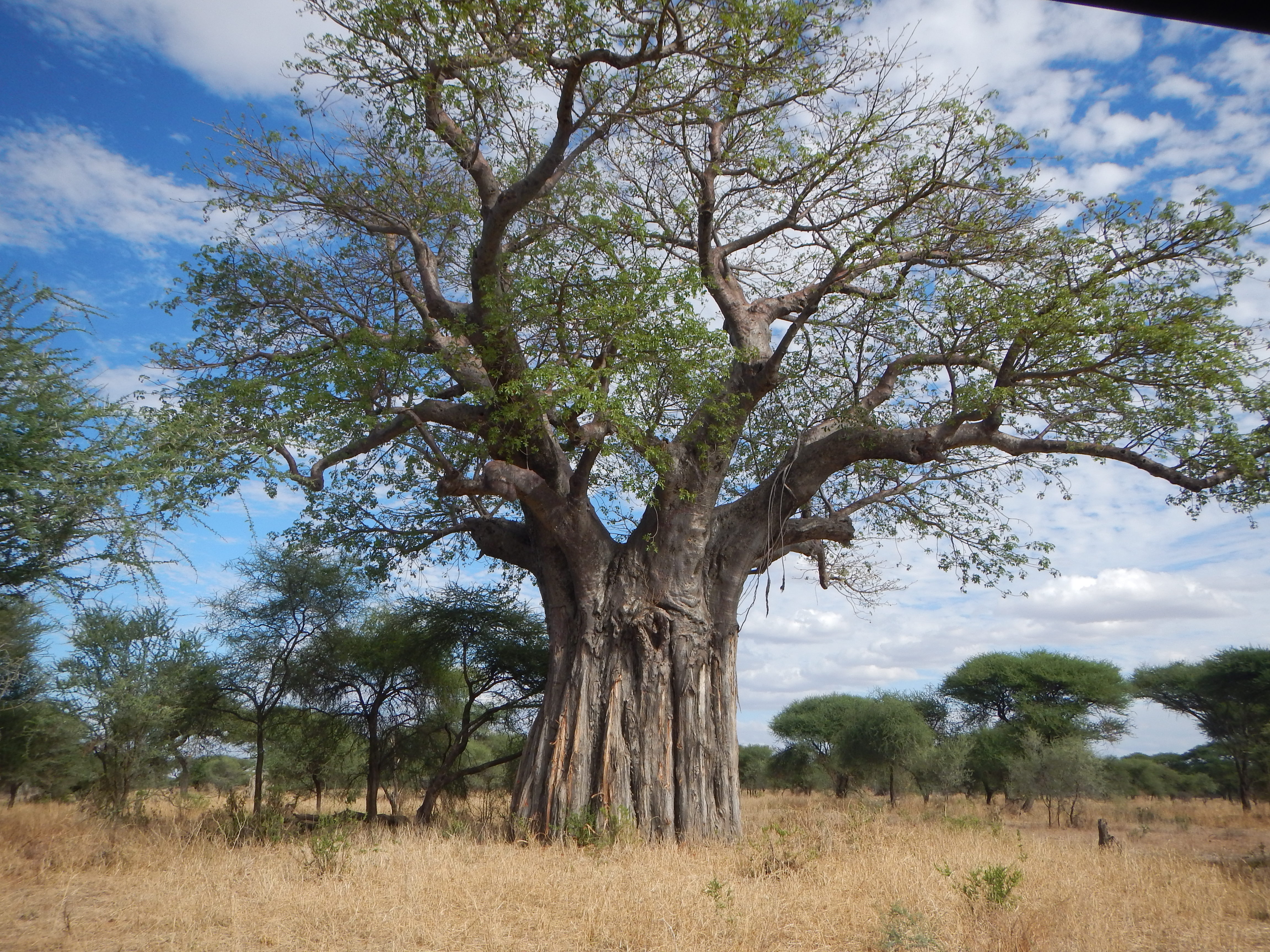 Majestic old baobab.