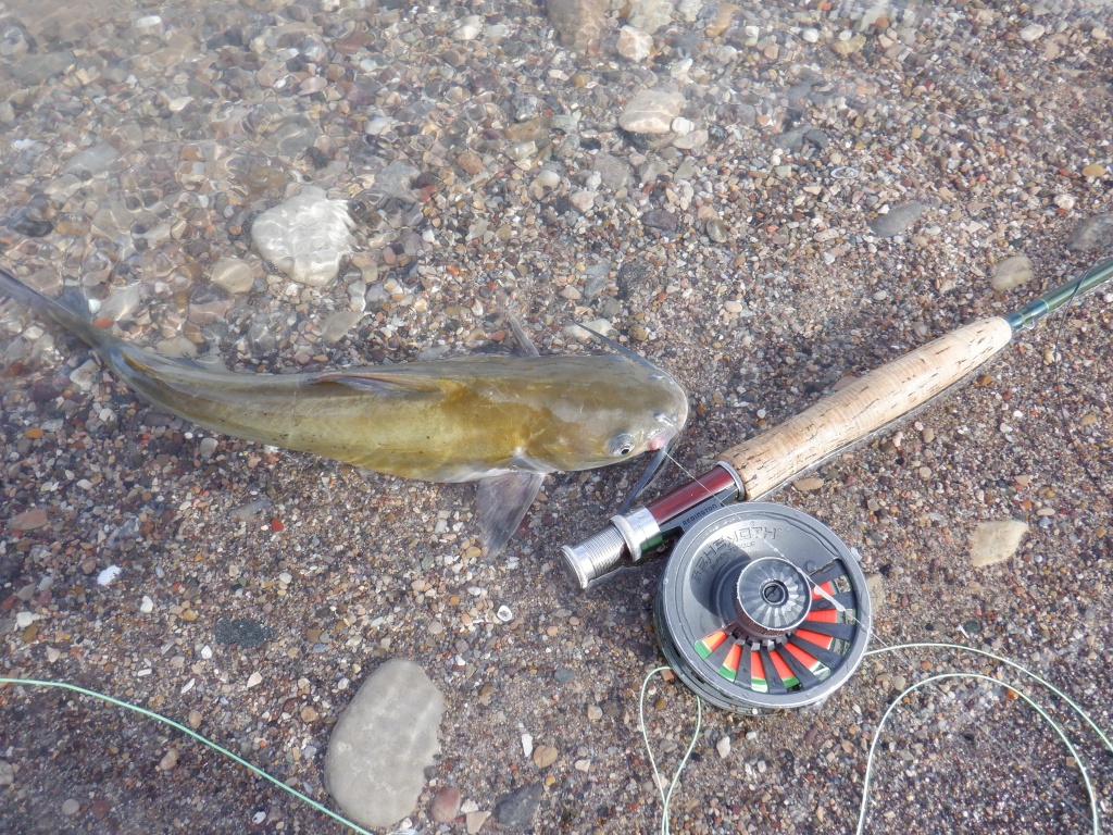 Catfish on the fly!