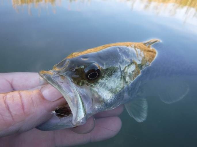 Colorado River Bass