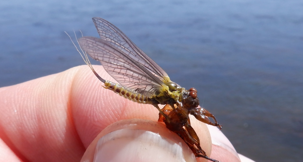 Bugs of Fly Fishing Seasons Past